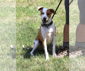 Labrador Retriever-Rat Terrier Mix Dogs for adoption in Bandera, TX, USA