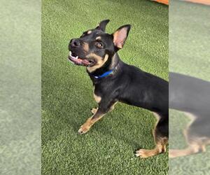 Rottweiler-Unknown Mix Dogs for adoption in Las Vegas, NV, USA