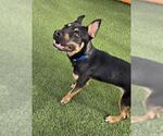 Small Rottweiler Mix