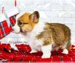 Small #9 Cardigan Welsh Corgi