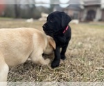 Small #18 Labrador Retriever