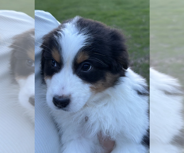 Medium Photo #5 Australian Shepherd Puppy For Sale in SANDUSKY, OH, USA