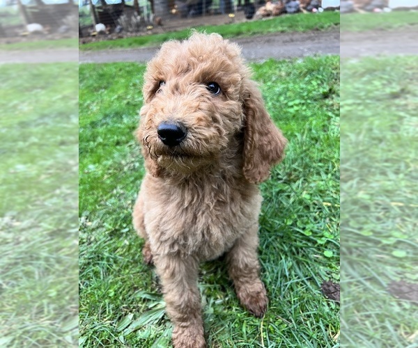Medium Photo #16 Poodle (Standard) Puppy For Sale in WILSONVILLE, OR, USA