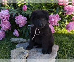 Belgian Sheepdog Puppy for sale in HAMILTON, MO, USA
