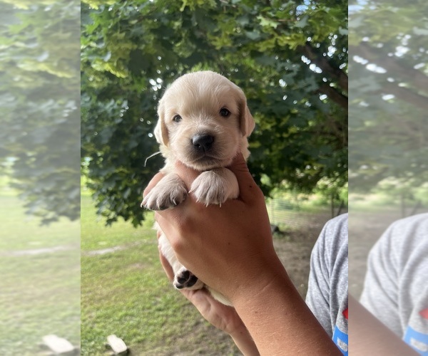 Medium Photo #4 Golden Retriever Puppy For Sale in COLVILLE, WA, USA