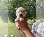 Small #3 Golden Retriever