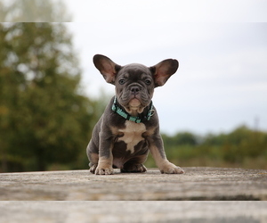 French Bulldog Puppy for sale in ERIAL, NJ, USA