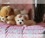 Small #2 Maltese