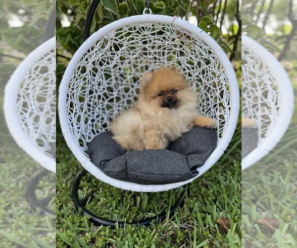 Medium Photo #3 Pomeranian Puppy For Sale in SUNNY ISL BCH, FL, USA