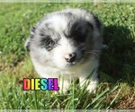 Small Photo #2 Miniature Australian Shepherd Puppy For Sale in jasper, AR, USA