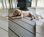 Small Photo #5 Weimaraner Puppy For Sale in BLOOMINGTON, IN, USA