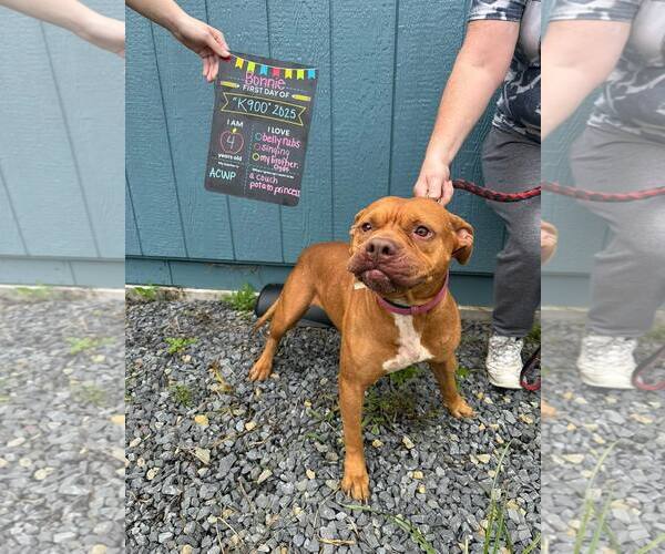 Medium Photo #3 Mutt Puppy For Sale in Hinton, WV, USA