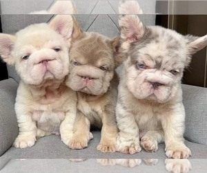 French Bulldog Puppy for Sale in WASHINGTON, District of Columbia USA