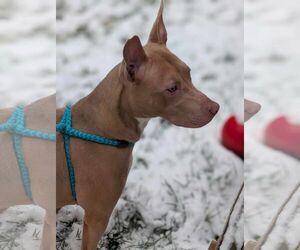 American Staffordshire Terrier-Unknown Mix Dogs for adoption in Holly Springs, NC, USA