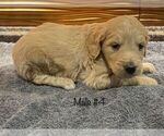 Small Goldendoodle