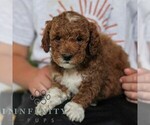 Small #3 Goldendoodle (Miniature)