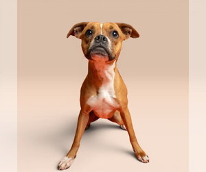 Boxer-Unknown Mix Dogs for adoption in Rowlett, TX, USA