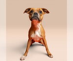 Small Boxer Mix