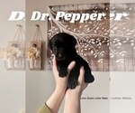 Puppy Puppy 1 Labrador Retriever