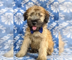 Soft Coated Wheaten Terrier Puppy for sale in LEOLA, PA, USA