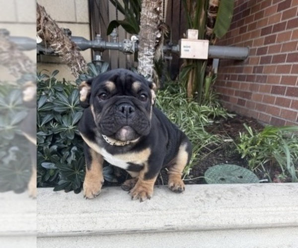 Medium Photo #1 English Bulldog Puppy For Sale in WEST HOLLYWOOD, CA, USA
