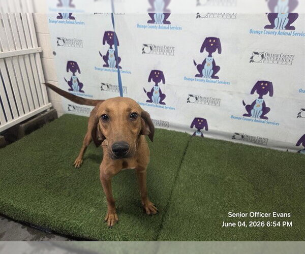 Medium Photo #1 Redbone Coonhound-Unknown Mix Puppy For Sale in Orlando, FL, USA