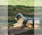 Small #2 Australian Shepherd
