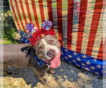 Small Photo #2 American Staffordshire Terrier Puppy For Sale in Calhoun, GA, USA