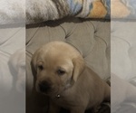 Small Labrador Retriever