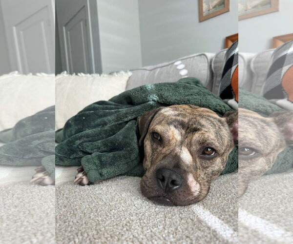 Medium Photo #2 Bull-Boxer Puppy For Sale in Germantown, OH, USA