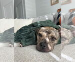 Small #1 Bull-Boxer