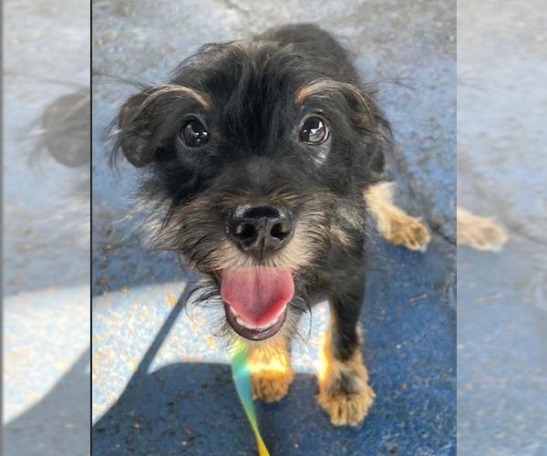 Medium Photo #2 Mutt Puppy For Sale in Cranston, RI, USA