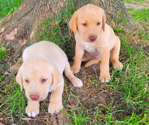 Labrador Retriever Puppy for sale in NOVI, MI, USA