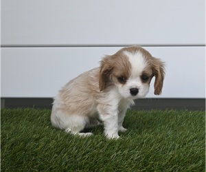 Cavalier King Charles Spaniel Puppy for sale in BALTIC, OH, USA