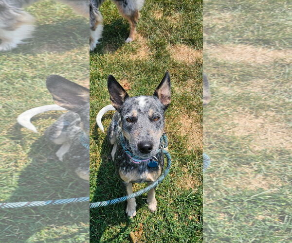 Medium Photo #2 Mutt Puppy For Sale in Garden City, NY, USA
