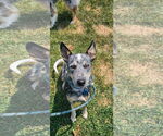Small #1 Mutt