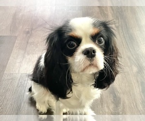Cavalier King Charles Spaniel Puppy for sale in EVANSVILLE, IN, USA