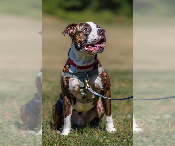 Medium Photo #4 American Staffordshire Terrier Puppy For Sale in Lawrenceville, NJ, USA
