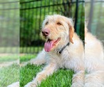 Small #5 Labradoodle