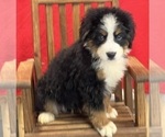 Small #3 Bernese Mountain Dog