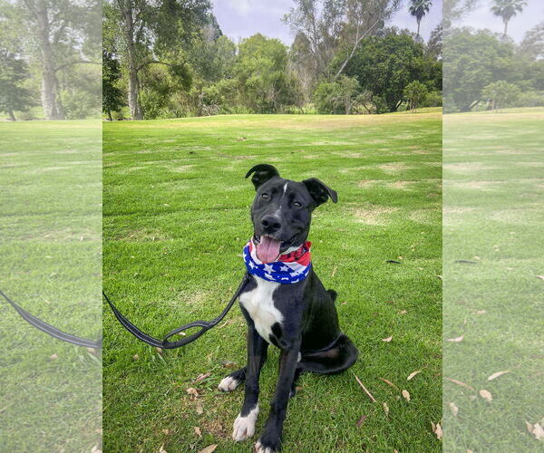 Medium Photo #6 Labrador Retriever-Unknown Mix Puppy For Sale in San Diego, CA, USA