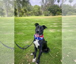 Small #5 Labrador Retriever Mix