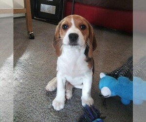 Medium Beagle