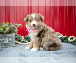 Medium Miniature Australian Shepherd