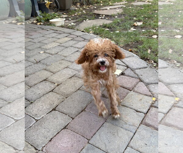 Medium Photo #5 Poodle (Miniature)-Unknown Mix Puppy For Sale in Davis, CA, USA