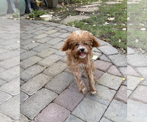 Chewie - Male Poodle (Miniature)-Unknown Mix Dog for Adoption - Photo #5