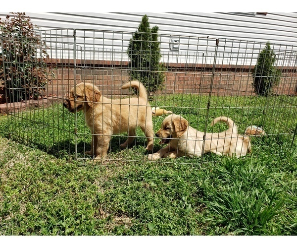 Medium Photo #16 Golden Retriever Puppy For Sale in CLAREMORE, OK, USA