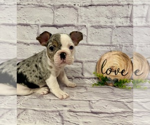 French Bulldog Puppy for sale in ELKHORN, WI, USA