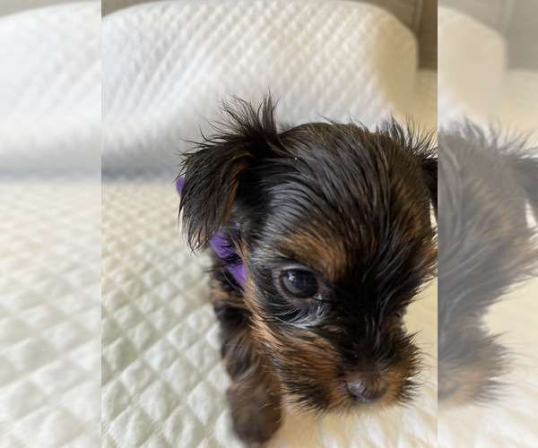 Full screen Photo #14 Yorkshire Terrier Puppy For Sale in ORLANDO, FL, USA