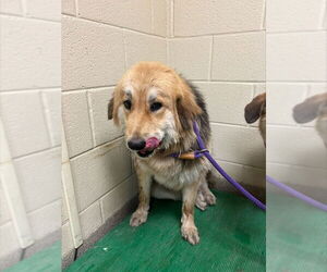 Australian Shepherd-Unknown Mix Dogs for adoption in Virginia Beach, VA, USA